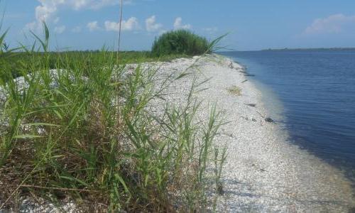 A stretch of shoreline in Lousiana